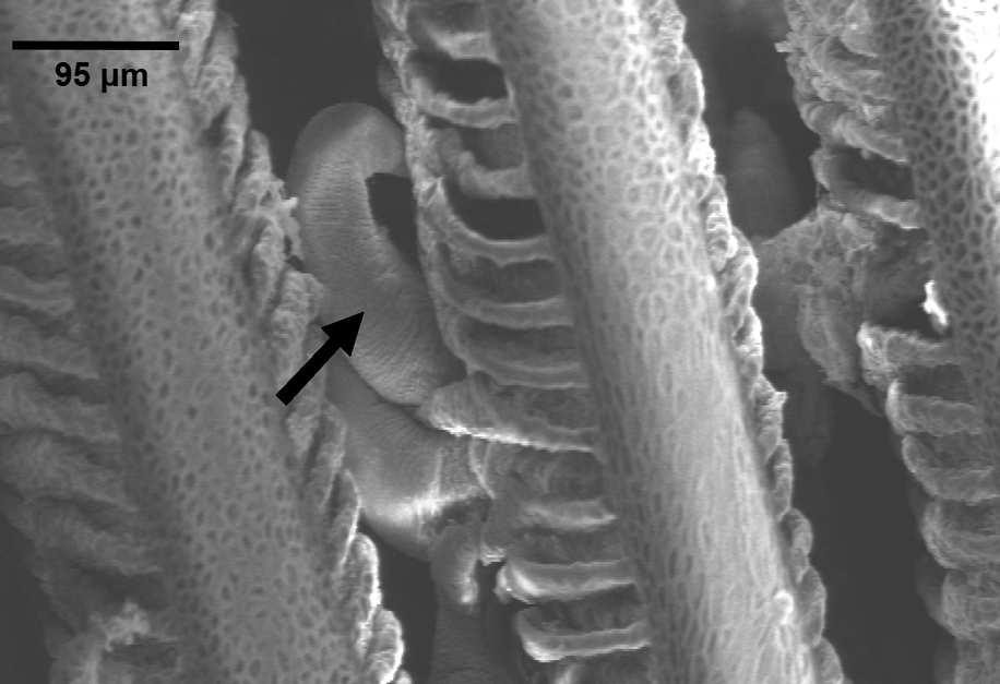 A close-up of a microscopic structure showing textured, cylindrical formations with intricate patterns. An arrow indicates a specific feature. Scale: 95 µm.