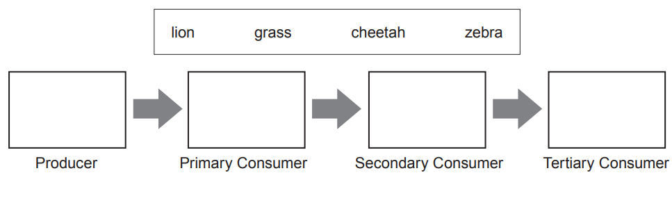 Flowchart showing four boxes labelled Producer, Primary Consumer, Secondary Consumer, Tertiary Consumer, with words lion, grass, cheetah, zebra above.