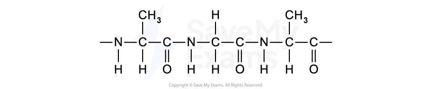 Chemical structure of a polypeptide chain, showing repeating units with nitrogen (N), carbon (C), hydrogen (H), and oxygen (O) atoms, including methyl groups.