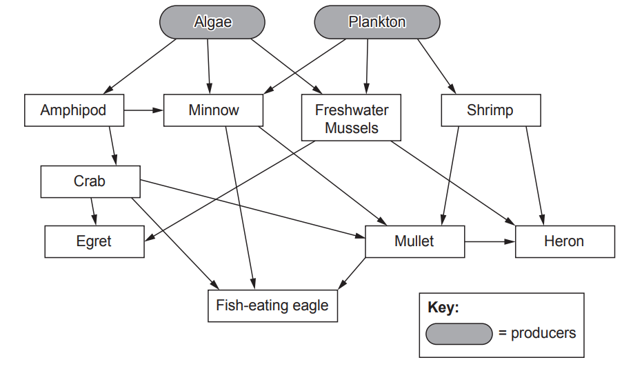 Food web diagram showing energy flow from producers algae and plankton to amphipod, shrimp, minnow, leading to crabs, heron, eagles and egret.