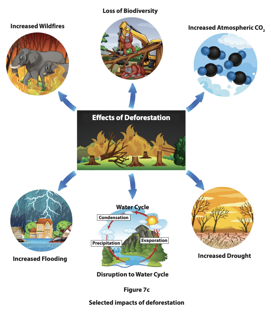 Infographic showing deforestation effects: increased wildfires, biodiversity loss, atmospheric CO2, flooding, water cycle disruption, and drought.