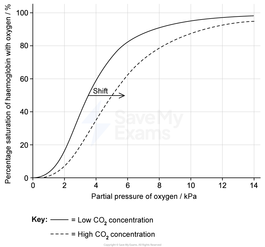 Graph showing haemoglobin saturation vs oxygen pressure. Solid line for low CO2, dashed for high CO2, indicating a rightward shift with high CO2.