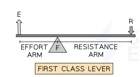 Diagram of a first-class lever with effort and resistance arms, a fulcrum marked 'F', effort 'E' upward on one side, and resistance 'R' downward on the other.