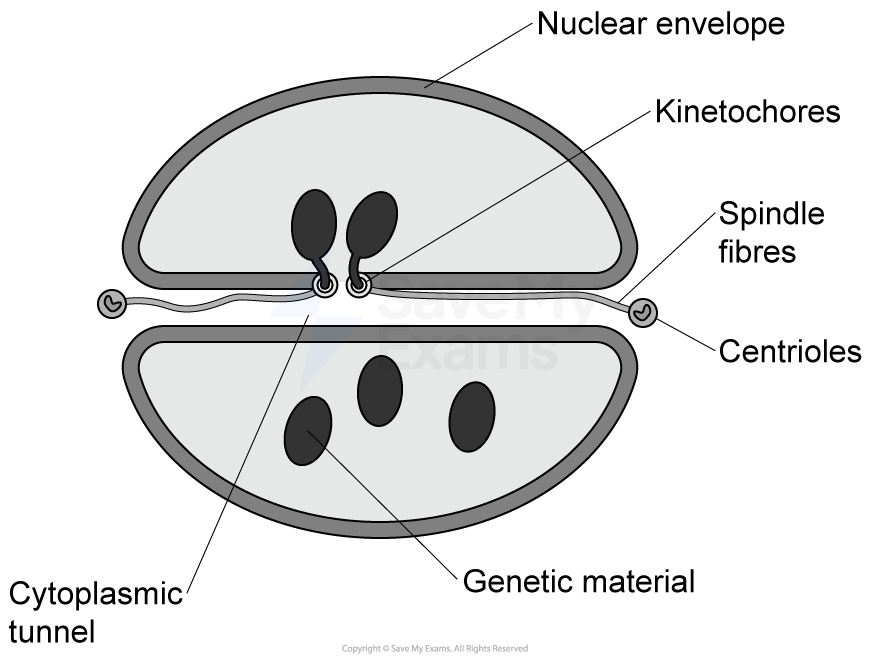 Diagram showing closed mitosis cell division: labelled nuclear envelope, centrioles, genetic material, spindle fibres, kinetochores. Cytoplasmic tunnel indicated.
