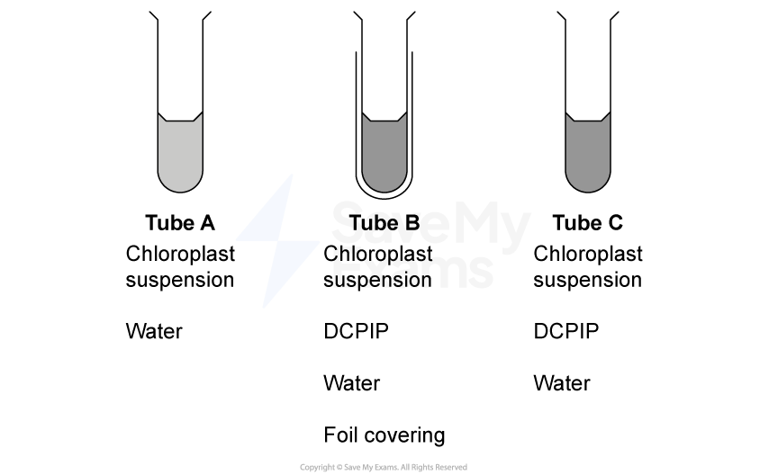 Three test tubes labelled A, B, C. Tube A has chloroplast suspension and water. Tube B and C contain chloroplast suspension, DCPIP, and water; Tube B is foil-covered.