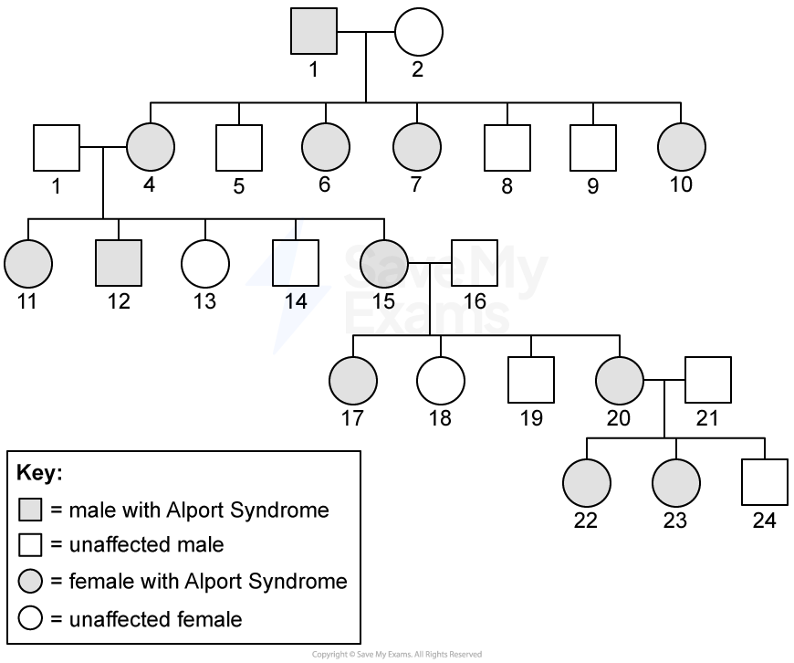 biology-3-3-q2a-ib-hl-sq