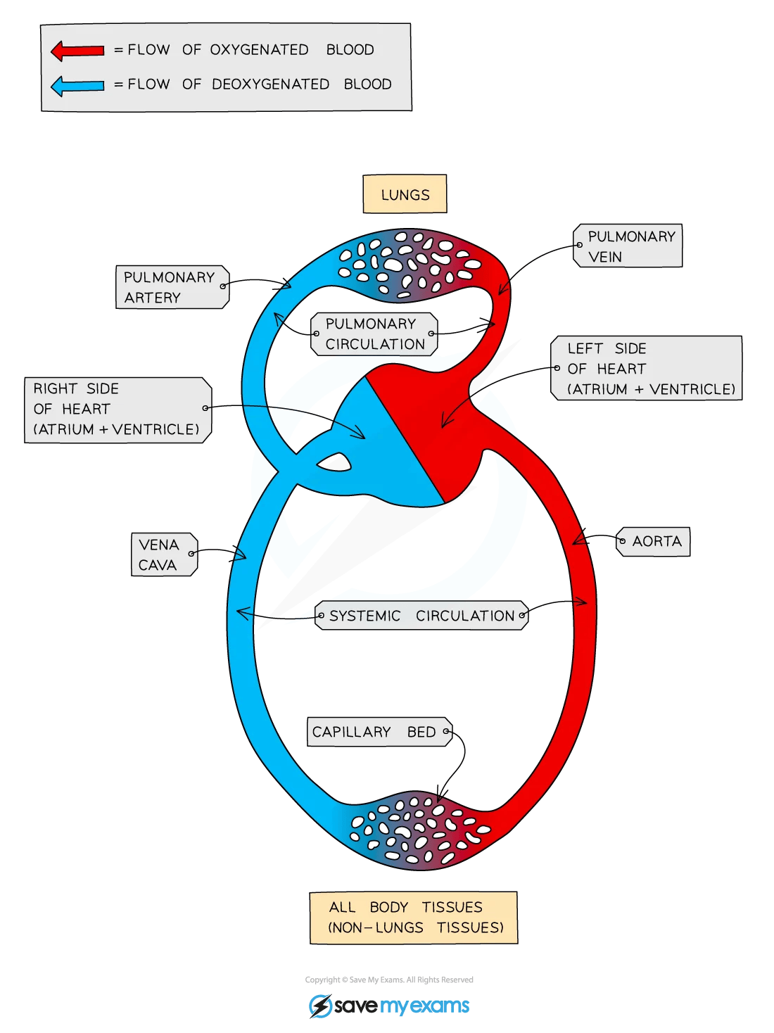 Diagram of blood circulation showing oxygenated and deoxygenated blood flow between lungs, heart, and body tissues through arteries, veins, and capillaries.