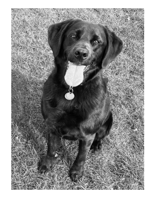 Happy black Labrador sitting on grass, tongue out, wearing a collar with a round tag, looking up at the camera in a black-and-white photograph.