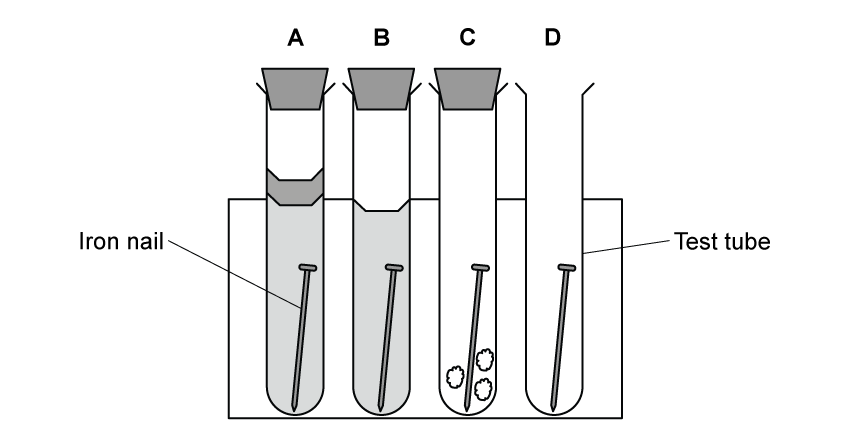 Four test tubes labelled A to D, each containing an iron nail. Test tube A and B have a liquid, C has cotton, and D is empty.
