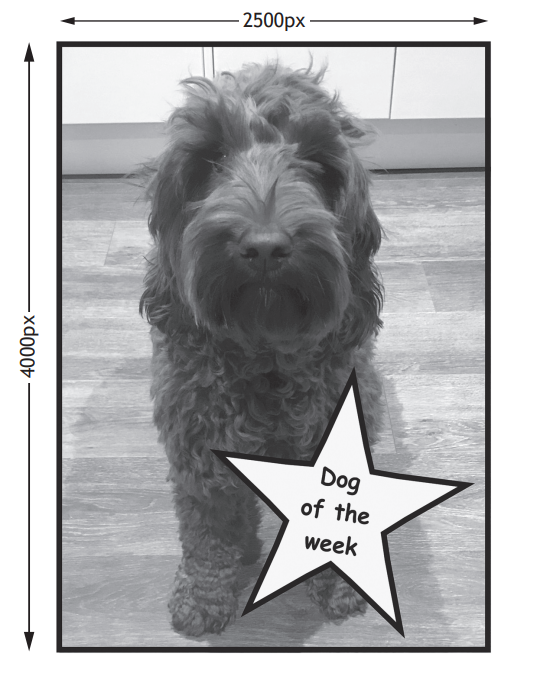 Shaggy dog stands on a wooden floor in a kitchen, with a star graphic labelled "Dog of the week" on the bottom right.