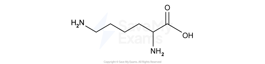 lysine