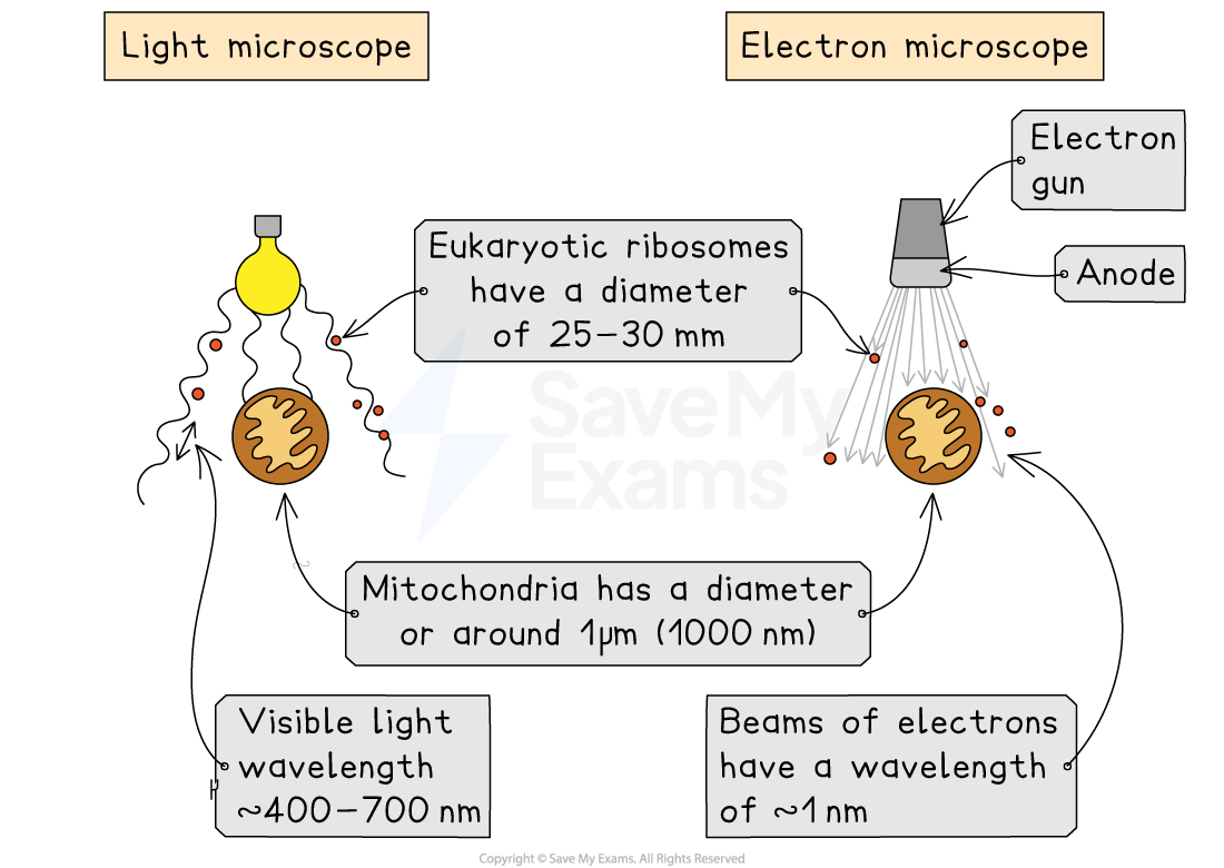 Diagram comparing light and electron microscopes; includes details on wavelengths and sizes, such as ribosomes and mitochondria, with annotations.