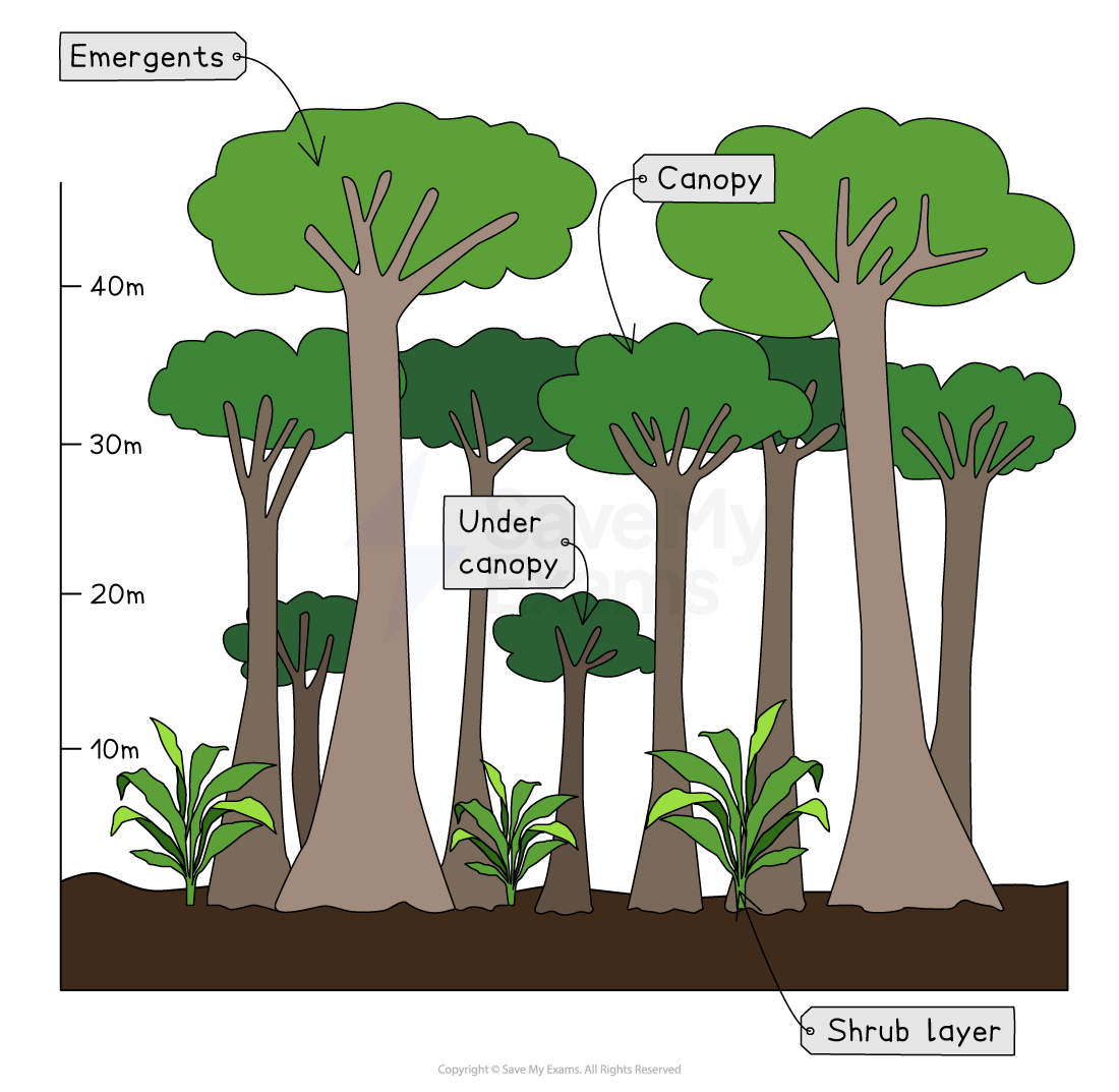 Diagram of a forest showing layers: emergents above 40m, canopy at 30m, under canopy, and shrub layer at ground level with labelled arrows.