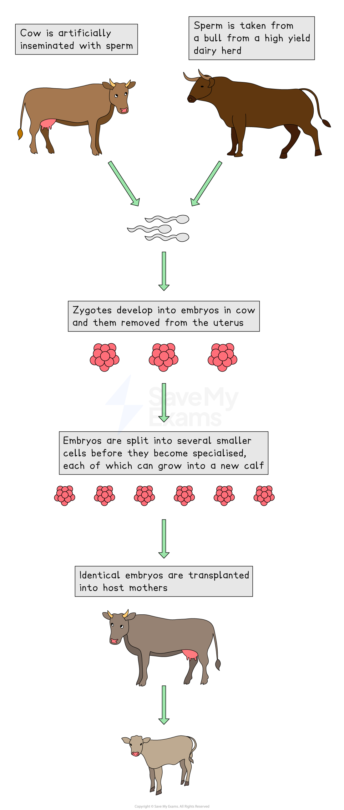 Diagram showing cow artificial insemination, embryo splitting, and transplantation into host mothers, resulting in identical calves.