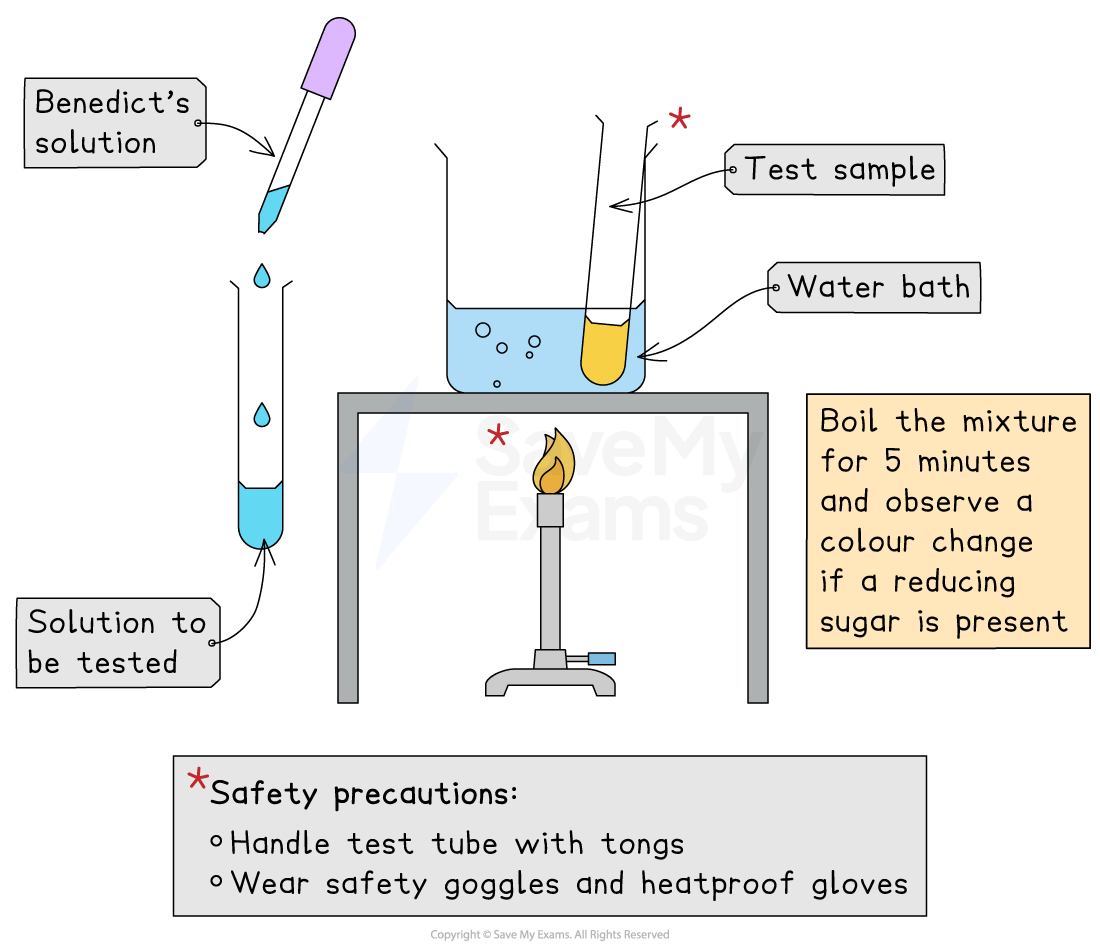 Diagram of a Benedict's test for reducing sugars, showing labelled test tubes, a water bath, and safety instructions with goggles and gloves suggested.