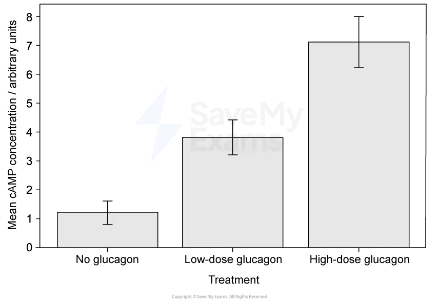 Bar chart showing cAMP concentration in liver cells. No glucagon (1.2), low-dose glucagon (3.5), and high-dose glucagon (7.6) treatments.