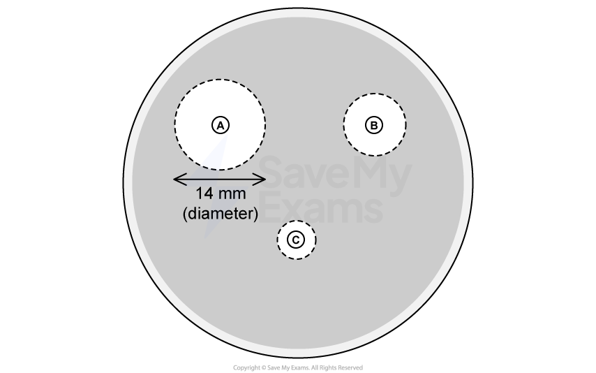 Diagram of a Petri dish with three labelled zones: A, B, C. Zone A has a diameter of 14 mm, shown with a red arrow and text.