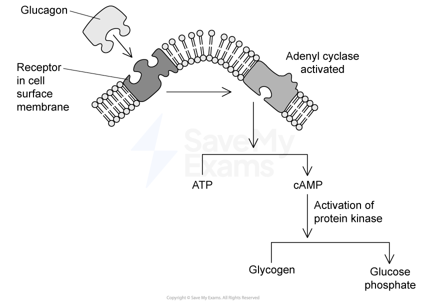 Diagram showing adrenaline and glucagon binding to cell membrane receptor, activating adenyl cyclase. ATP converts to cAMP, activating protein kinase and glycogen breakdown.
