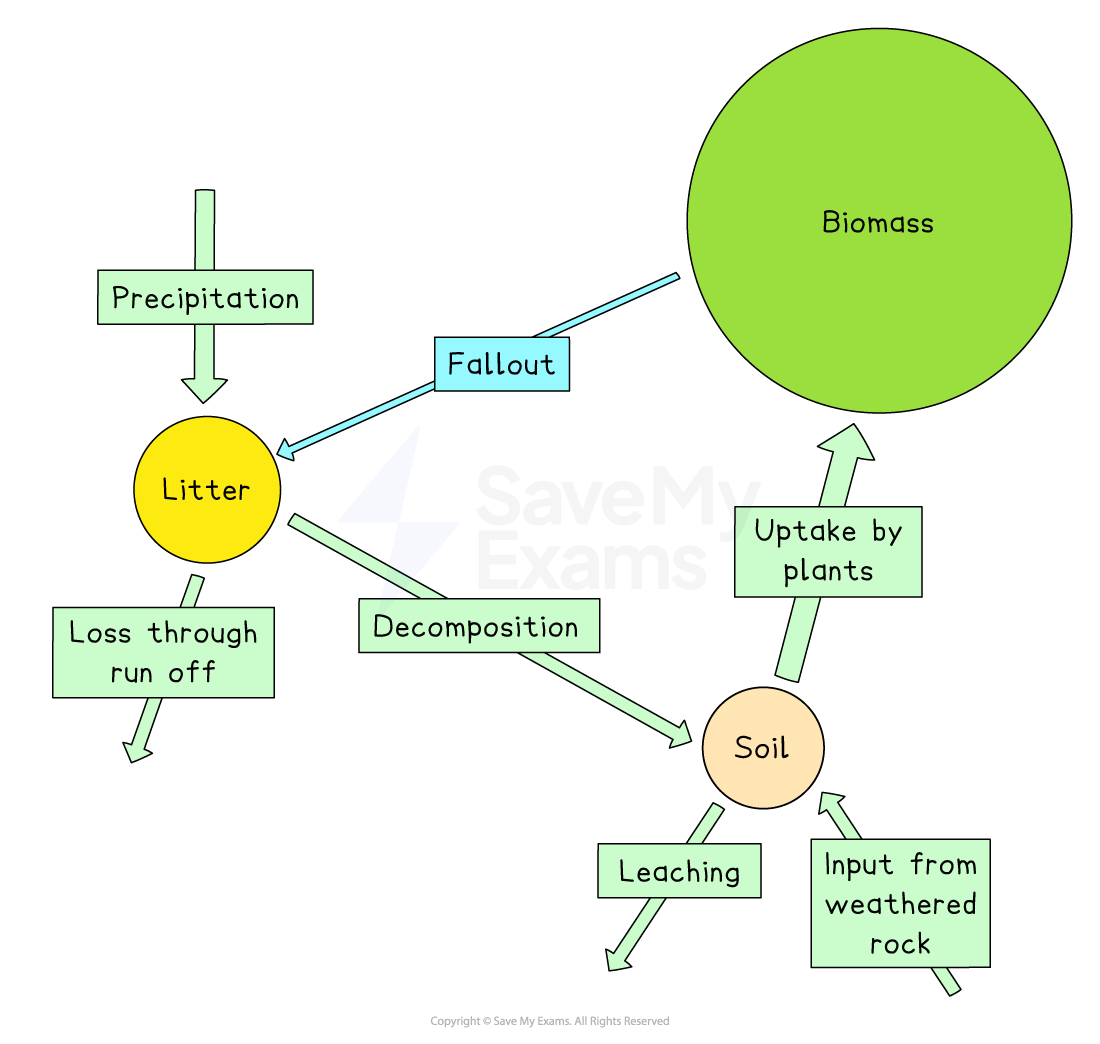 Flowchart of nutrient cycles showing processes: precipitation, fallout, litter, decomposition, biomass, uptake by plants, soil, leaching, and rock input.
