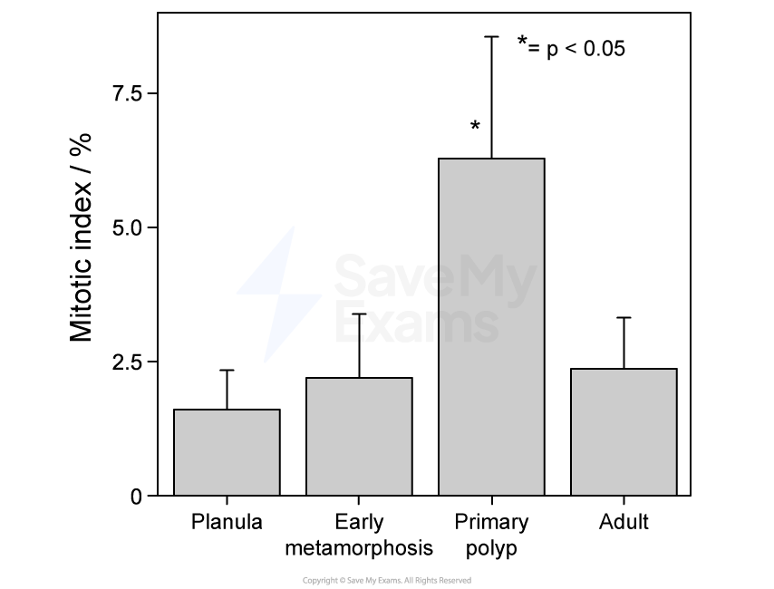 Bar chart showing mitotic index percentages at different life cycle stages: planula (~2.5%), early metamorphosis (~2.5%), primary polyp (~6%, marked with asterisk), adult (~2.5%). An asterisk is present above the bar for primary polyp, and noted to mean that p<0.05.