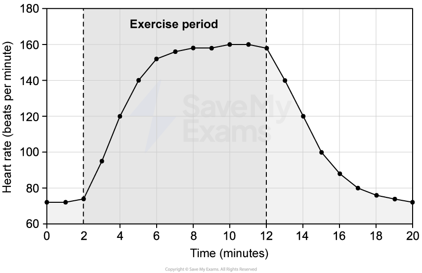 Graph of a student's heart rate showing increase during exercise from 2 to 12 minutes, peaking at 160 bpm, then decreasing back to 80 bpm.
