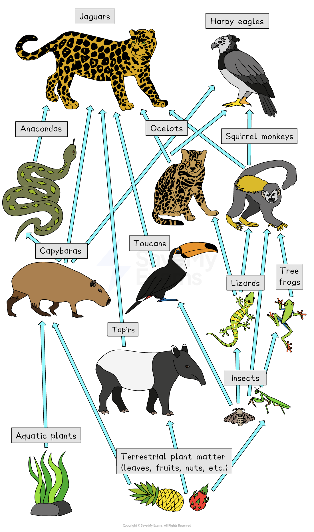 Rainforest food web diagram with jaguars, harpy eagles, and anacondas as predators; prey includes capybaras, ocelots, toucans, and plants.