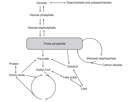 Flowchart of biochemical processes showing conversion paths among glucose, disaccharides, pyruvate, acetyl CoA, amino acids, proteins, and lipids.