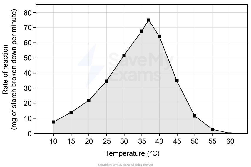 Line graph showing the effect of temperature on starch breakdown by amylase, peaking at 35°C and decreasing sharply beyond 40°C.