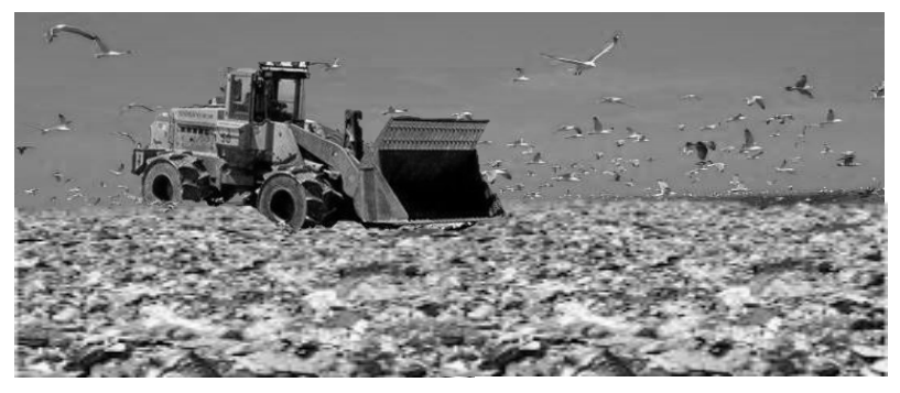 Bulldozer on a landfill surrounded by flying seagulls, pushing a large pile of waste under a clear sky.