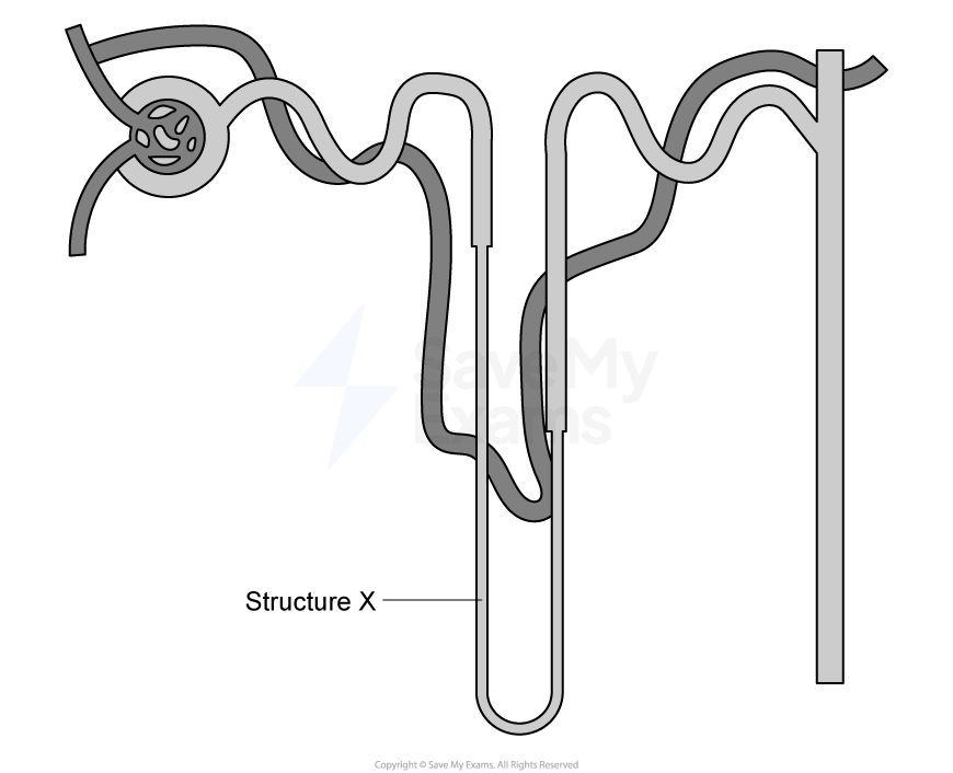 Diagram of a nephron showing twisted tubule structure and labelled “Structure X” near the descending thin limb of the loop of Henle.