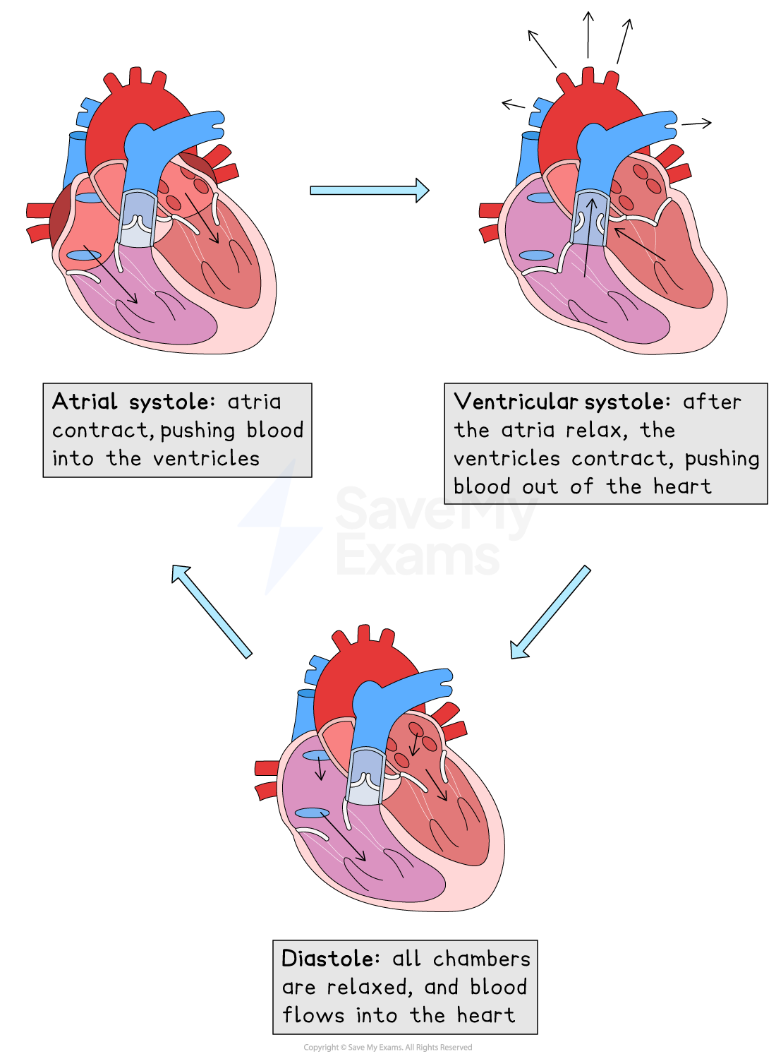 Heart diagram showing the muscle contraction and direction of blood flow during atrial systole, ventricular systole and diastole