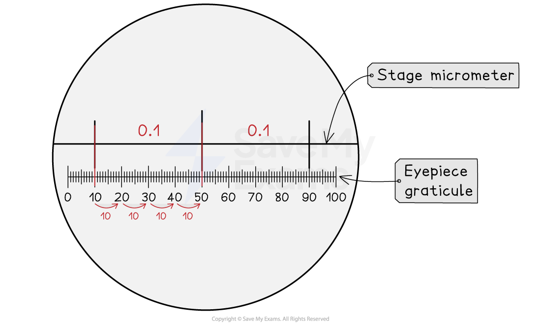 A diagram showing a stage micrometer aligned with an eyepiece graticule, with detailed markings and measurements for calibration purposes.