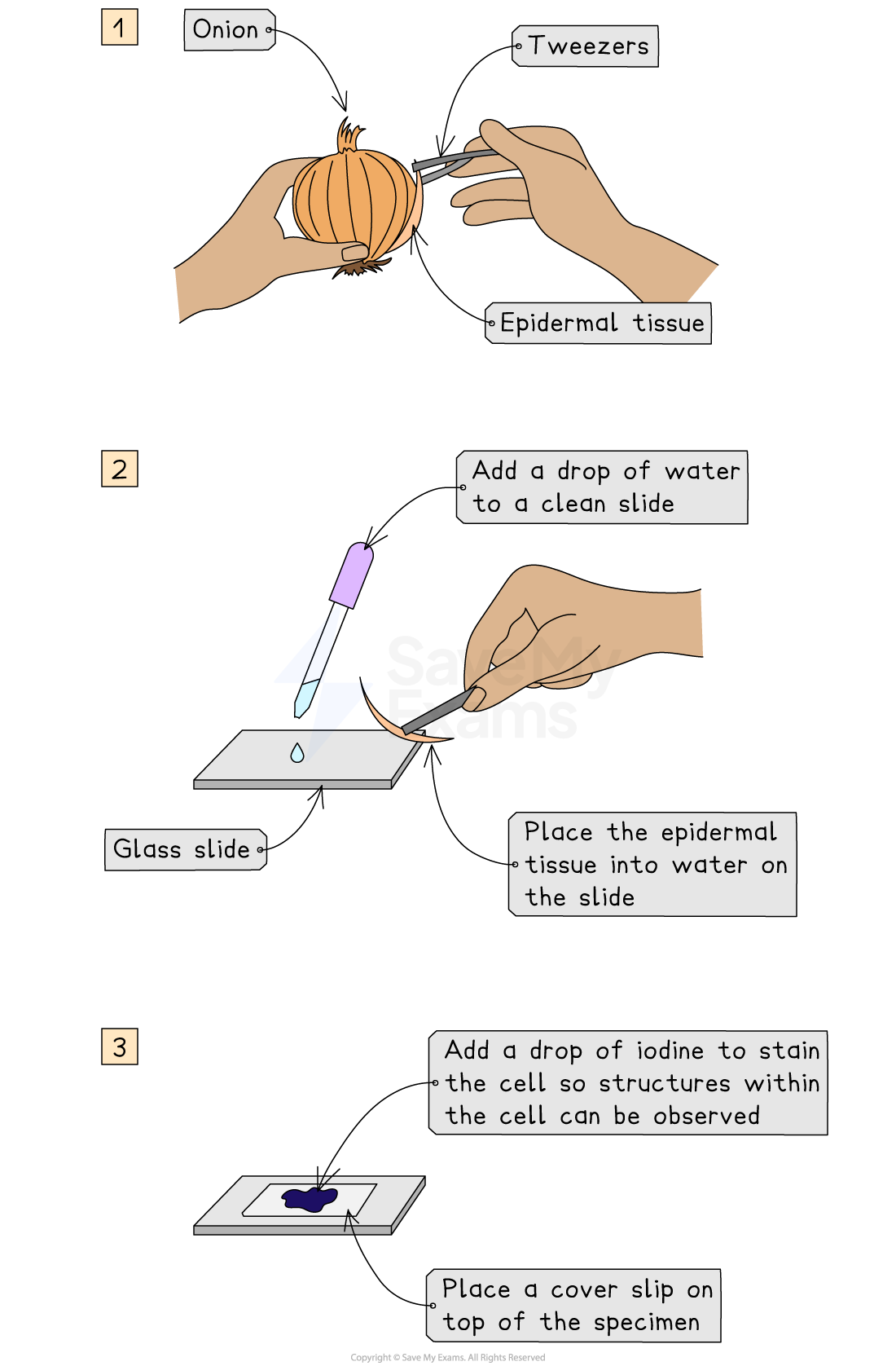 Step-by-step guide to prepare an onion slide for microscope: remove epidermal tissue, place on a wet slide, stain with iodine, and cover with slip.