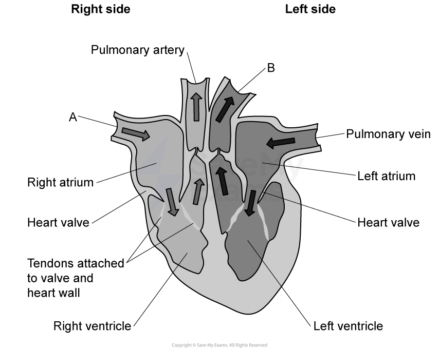 Diagram of the heart showing labelled parts: pulmonary artery, right atrium, heart valve, left atrium, pulmonary vein, left and right ventricles.