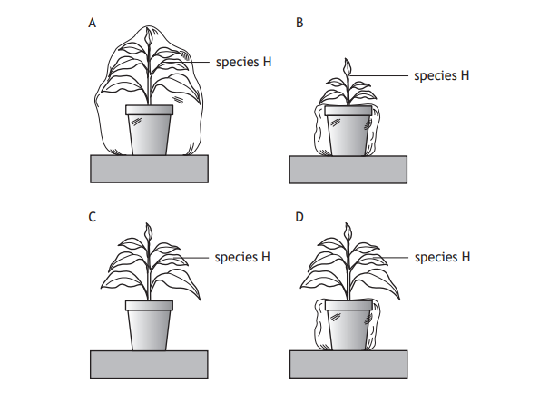 Four labelled diagrams A, B, C, and D, each showing plant species H in pots on surfaces. Diagrams vary in plant size and pot design.