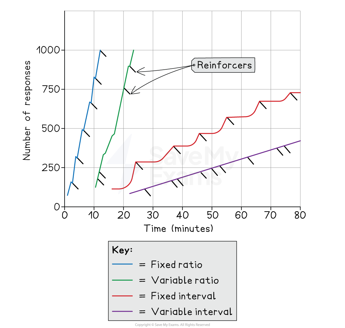Graph showing number of responses over time for fixed and variable ratios and intervals, with lines marking reinforcers and a key for line types.
