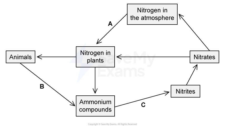 Flowchart of the nitrogen cycle showing connections between nitrogen in the atmosphere, nitrates, nitrites, ammonium compounds, plants, and animals.