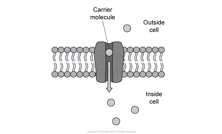 Diagram of a cell membrane with a carrier molecule transporting particles from outside to inside. Pathway shown by yellow arrow through a pink channel.