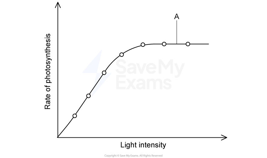 Graph showing rate of photosynthesis increasing with light intensity, then plateauing. Point A indicates the plateau phase.