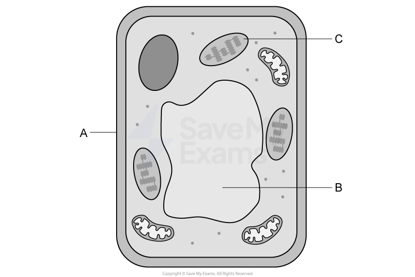 Diagram of a plant cell with labelled structures: A is the cell wall, B is the vacuole, and C is a chloroplast. Several organelles are shown.