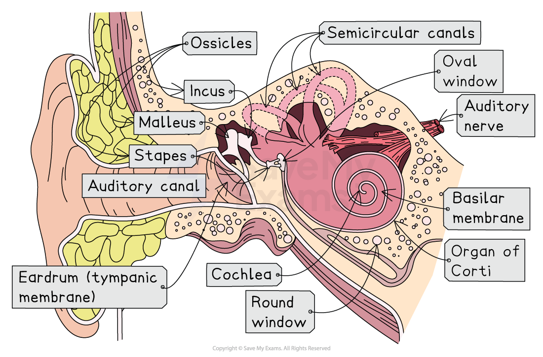 Diagram of the human ear highlighting labelled parts: eardrum, auditory canal, ossicles, cochlea, semicircular canals, auditory nerve, and more.