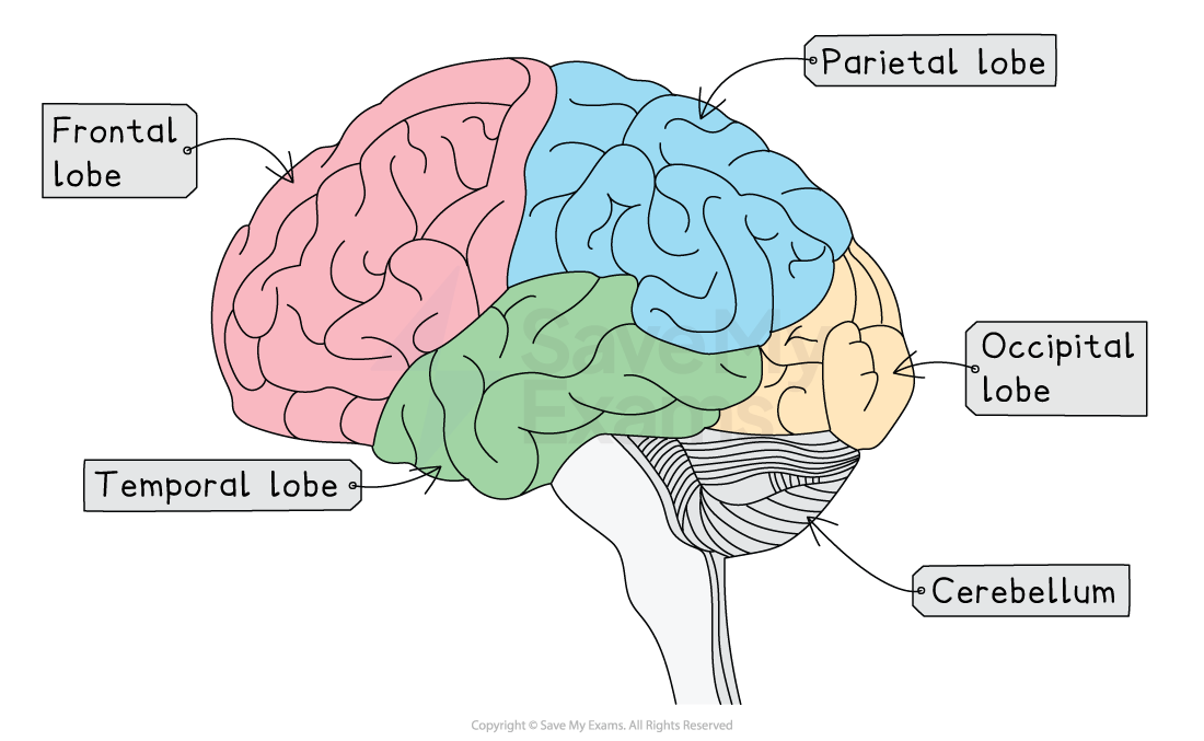 Diagram of the brain showing coloured lobes: pink for frontal, green for temporal, blue for parietal, yellow for occipital, and cerebellum labelled.