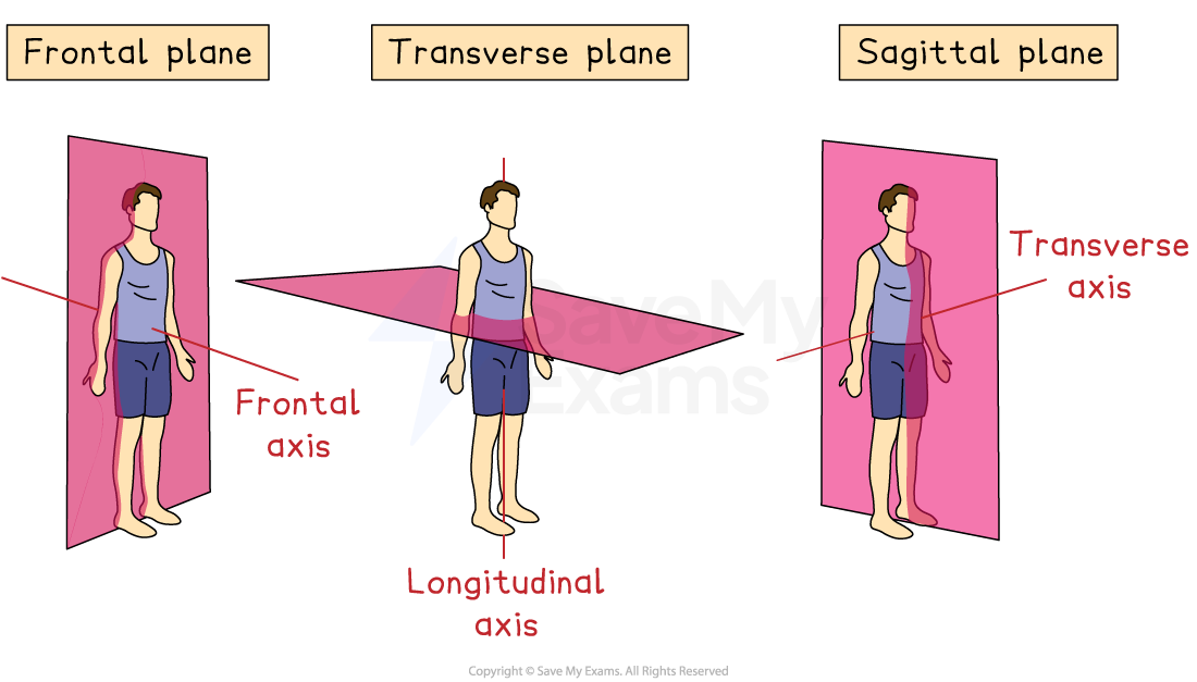 Diagram showing human body division: frontal, transverse, sagittal planes with sagittal, longitudinal, and transverse axes labelled for anatomy study.