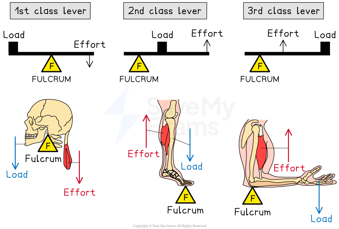 Diagrams of first, second, and third class levers, with anatomical illustrations showing load, effort, and fulcrum in the human arm and muscle usage.