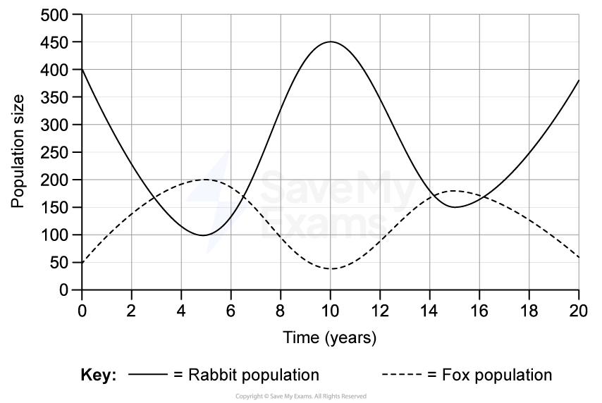 Graph showing population size of rabbits and foxes over 20 years. Rabbit population peaks around 10 and 20 years, while foxes peak around 5 and 15 years.