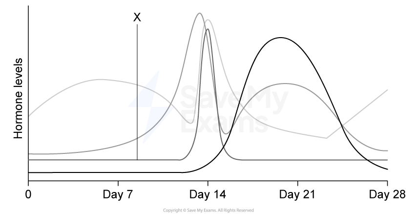 Graph showing hormone level changes over a 28-day cycle, with peaks around day 14. A label "X" points to intersecting curves.