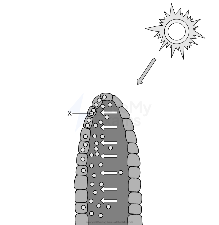 Diagram of a plant shoot with a substance, labelled X, moving towards the shaded side.