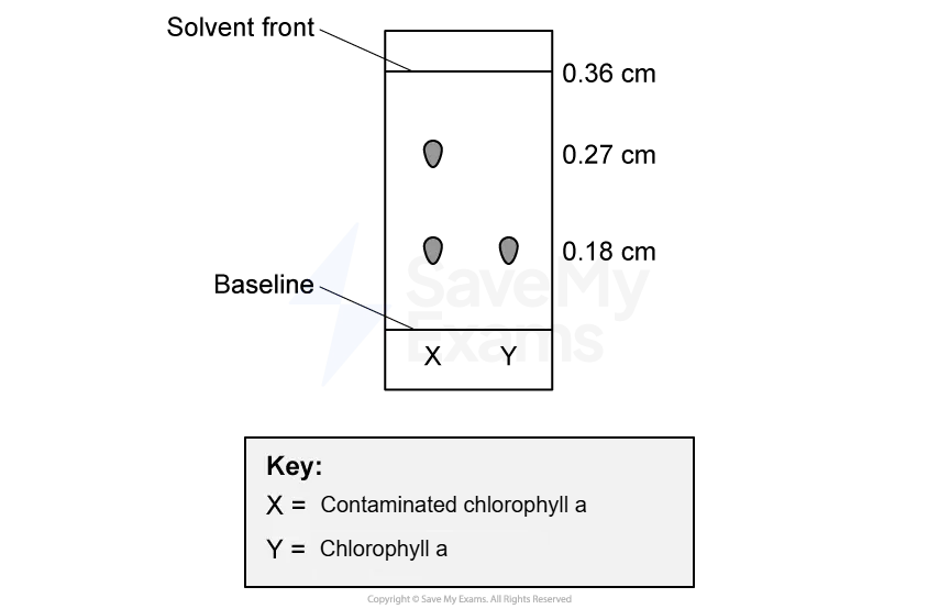 Diagram of paper chromatography showing solvent front, baseline, and spots for contaminated chlorophyll a and chlorophyll a, with measurements.