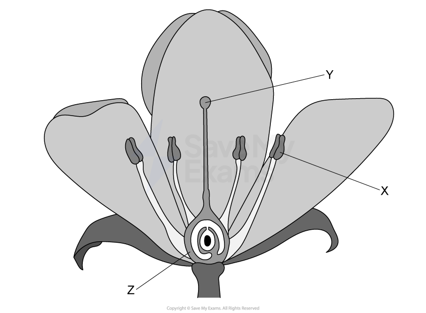 Diagram of a flower showing labelled parts: X (anther), Y (stigma), Z (ovary).