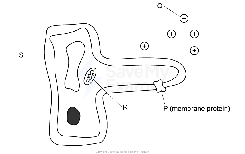 Diagram of a root hair cell.